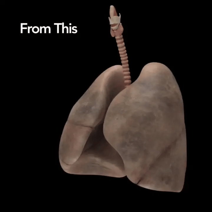 The Triple-Action Lung Support Blend